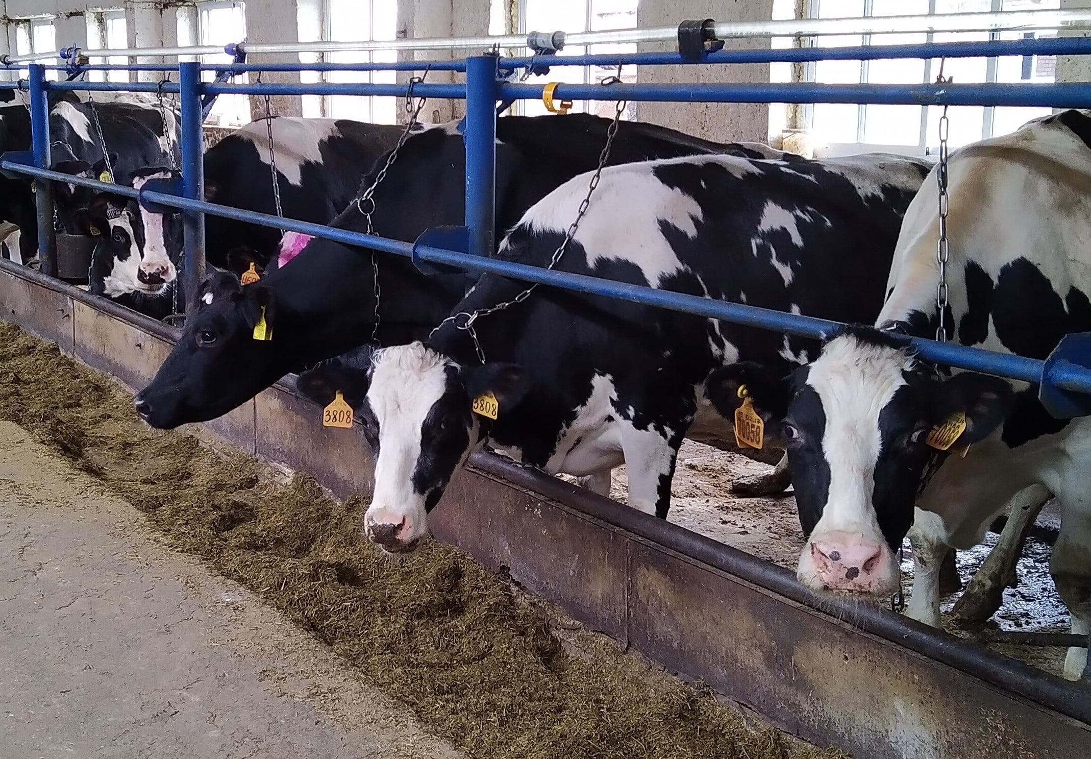 Reasonable culling of cows Smart4Agro