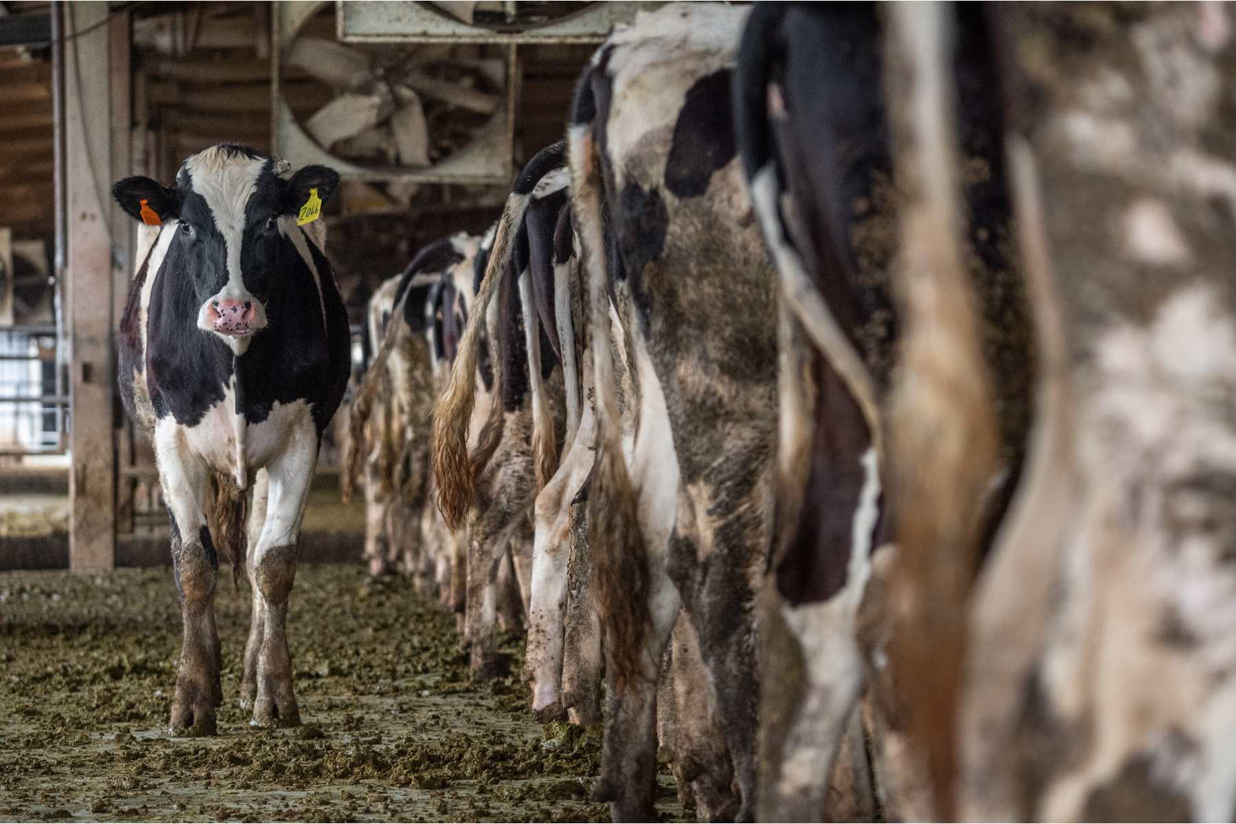 7 ошибок на молочной ферме, которые исправит DPA - Smart4Agro