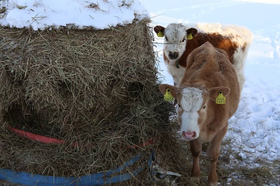 7 rules for keeping cows in winter - Smart4Agro