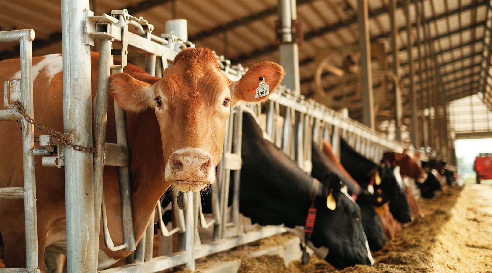 Как повысить рентабельность молочной фермы - S4A