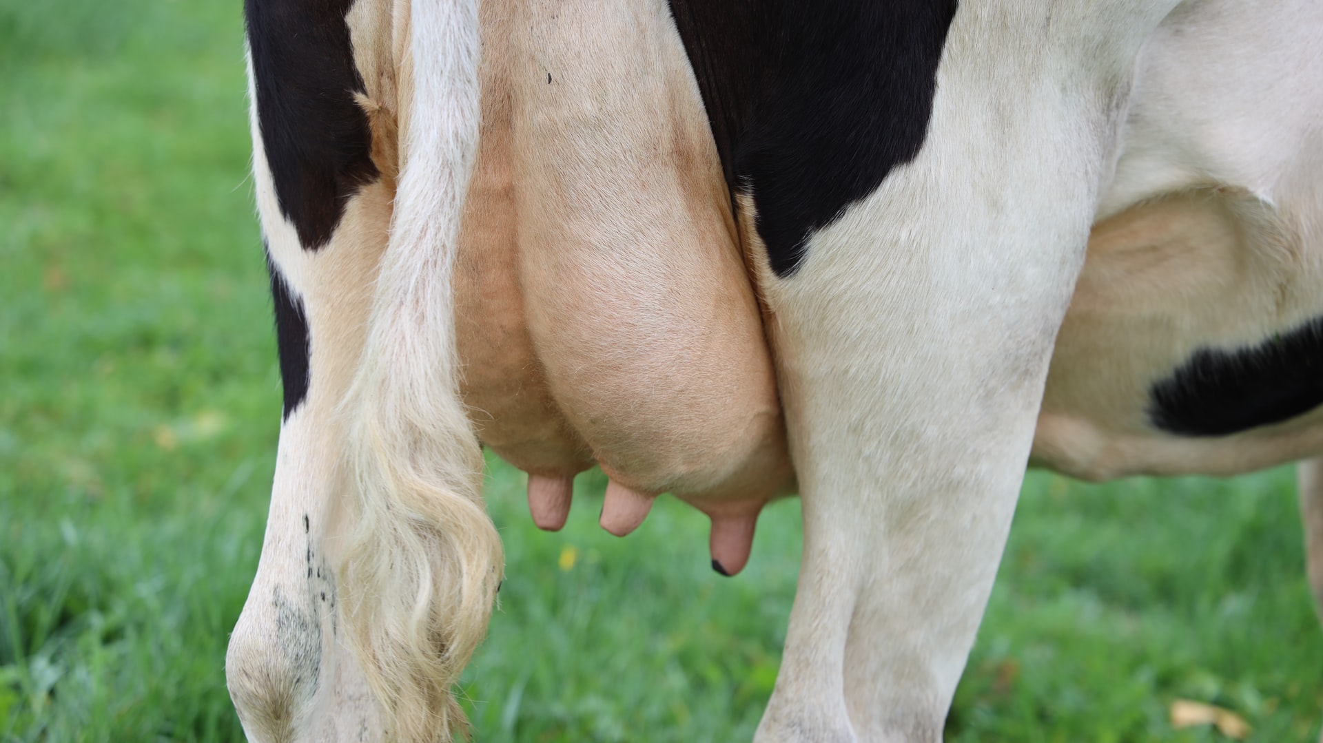 Mastitis on a farm, why is it scary for an investor - S4A