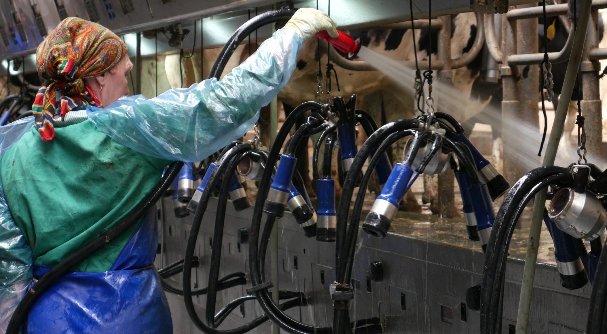 Milk yield versus milking intervals - Smart4Agro