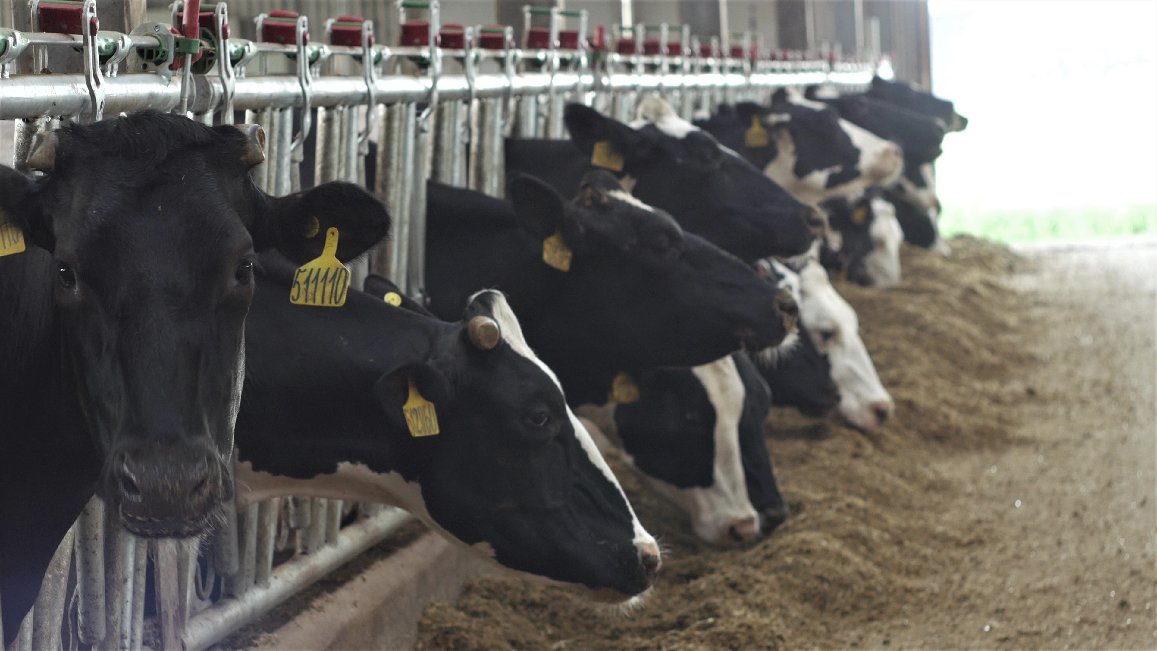Что такое THI и как он влияет на надои - Smart4Agro