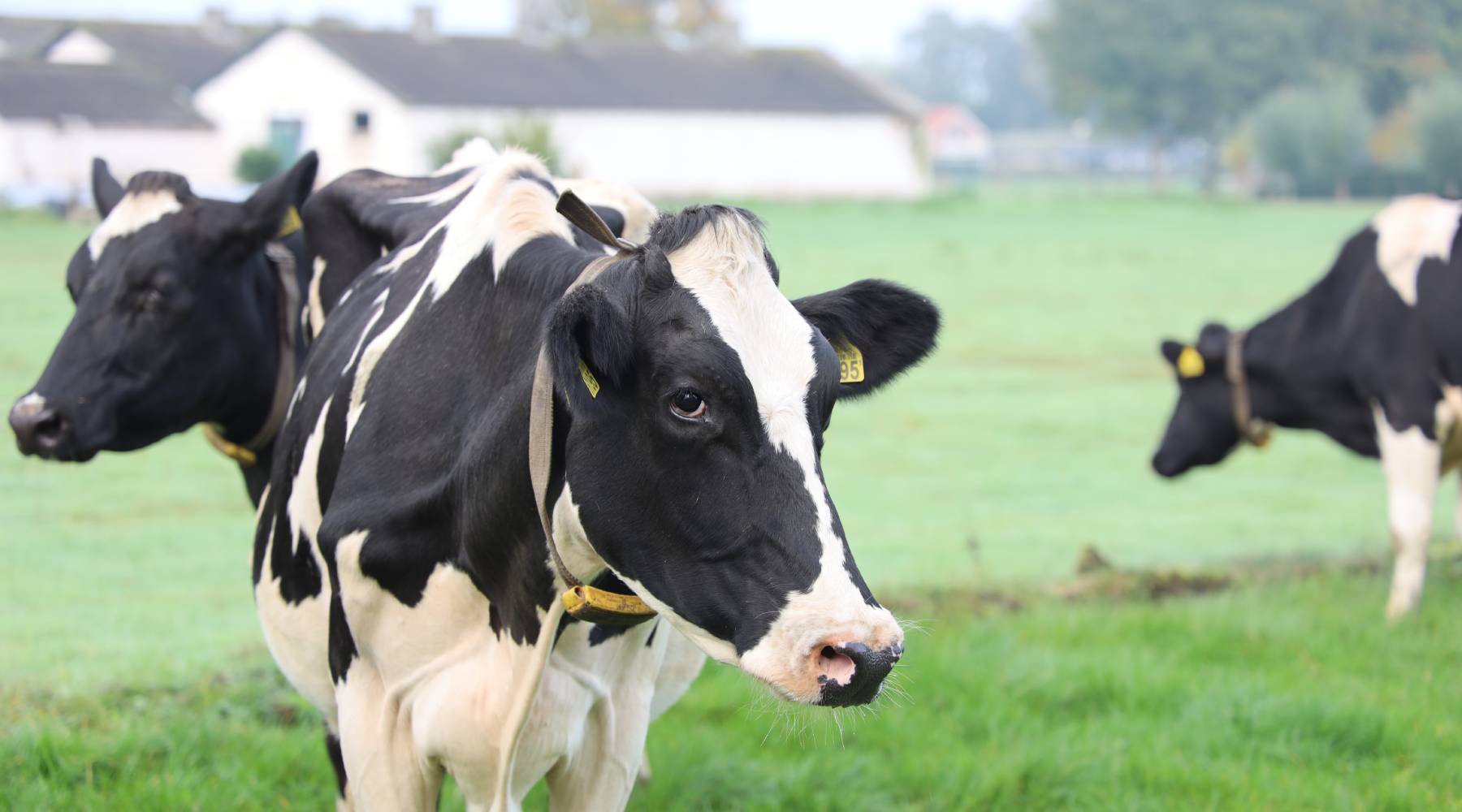 Dairy Production Analytics Linkedin Community - Smart4Agro