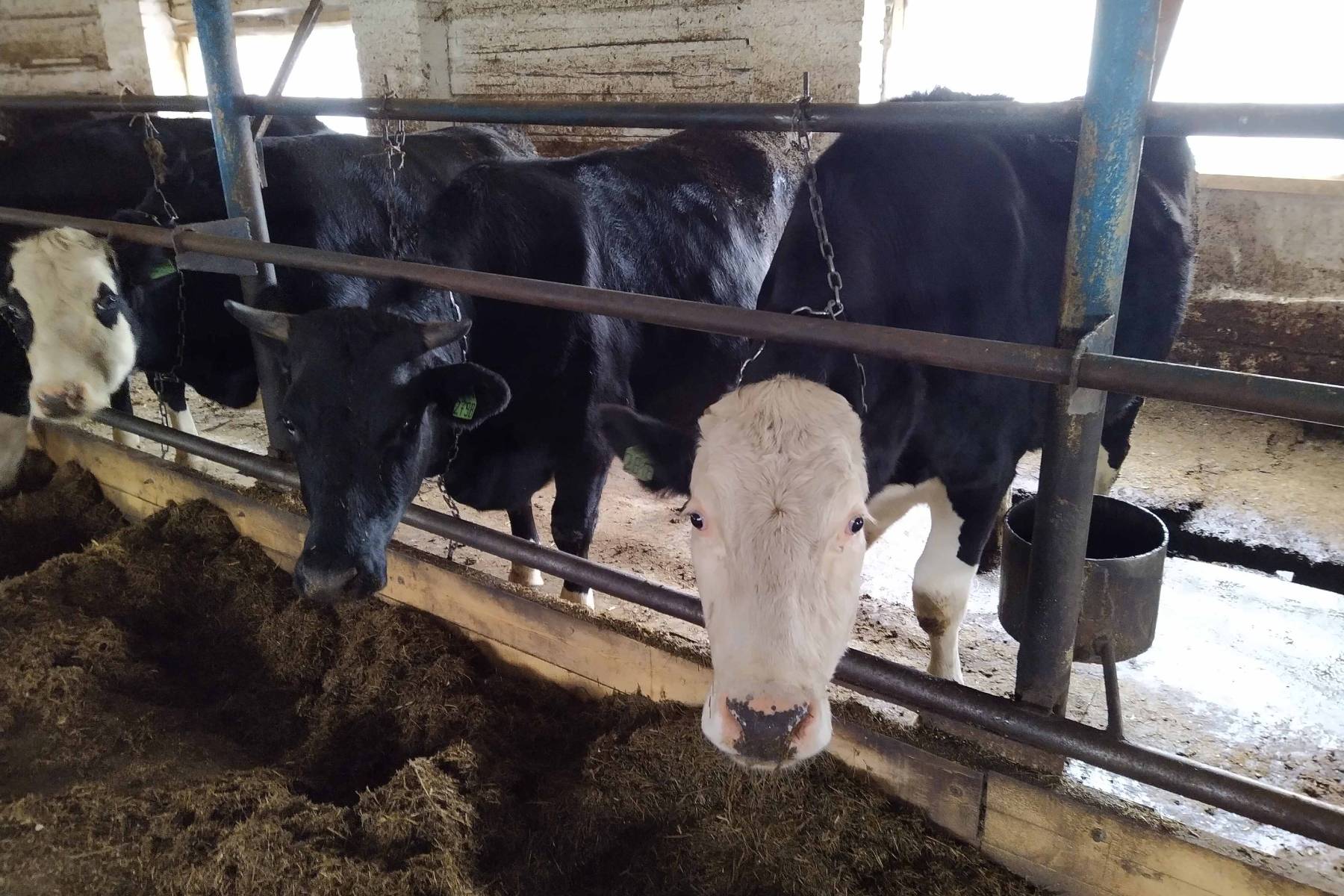 Зависимость рациона питания молочных коров от погоды - Smart4Agro