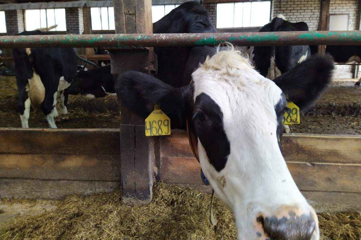 Как предотвратить хромоту у коров - Smart4Agro