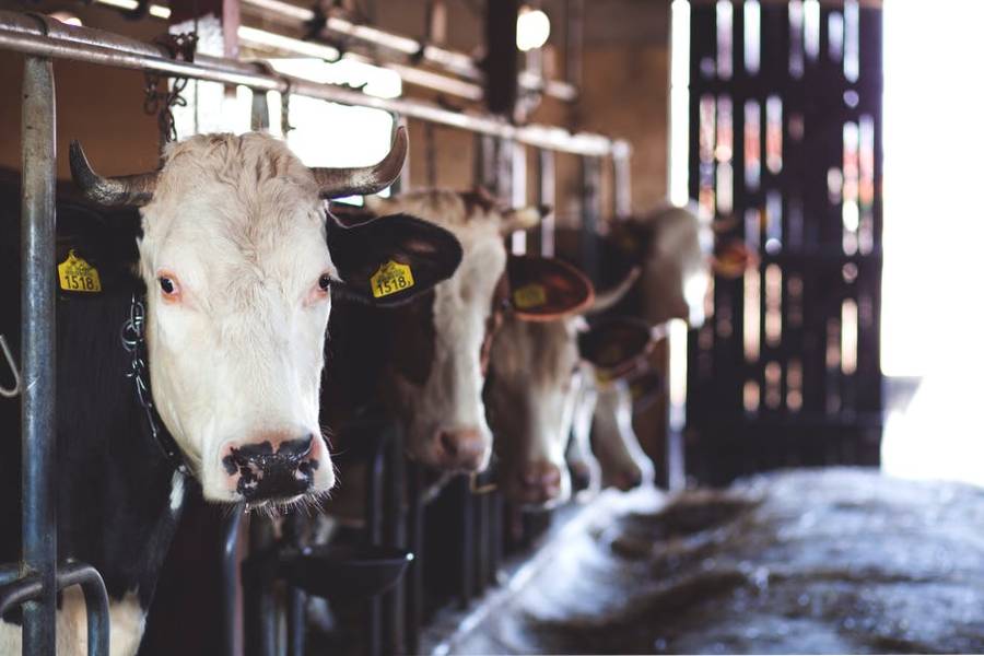 Удалённое управление фермой – новый стандарт молочного производства - Smart4Agro