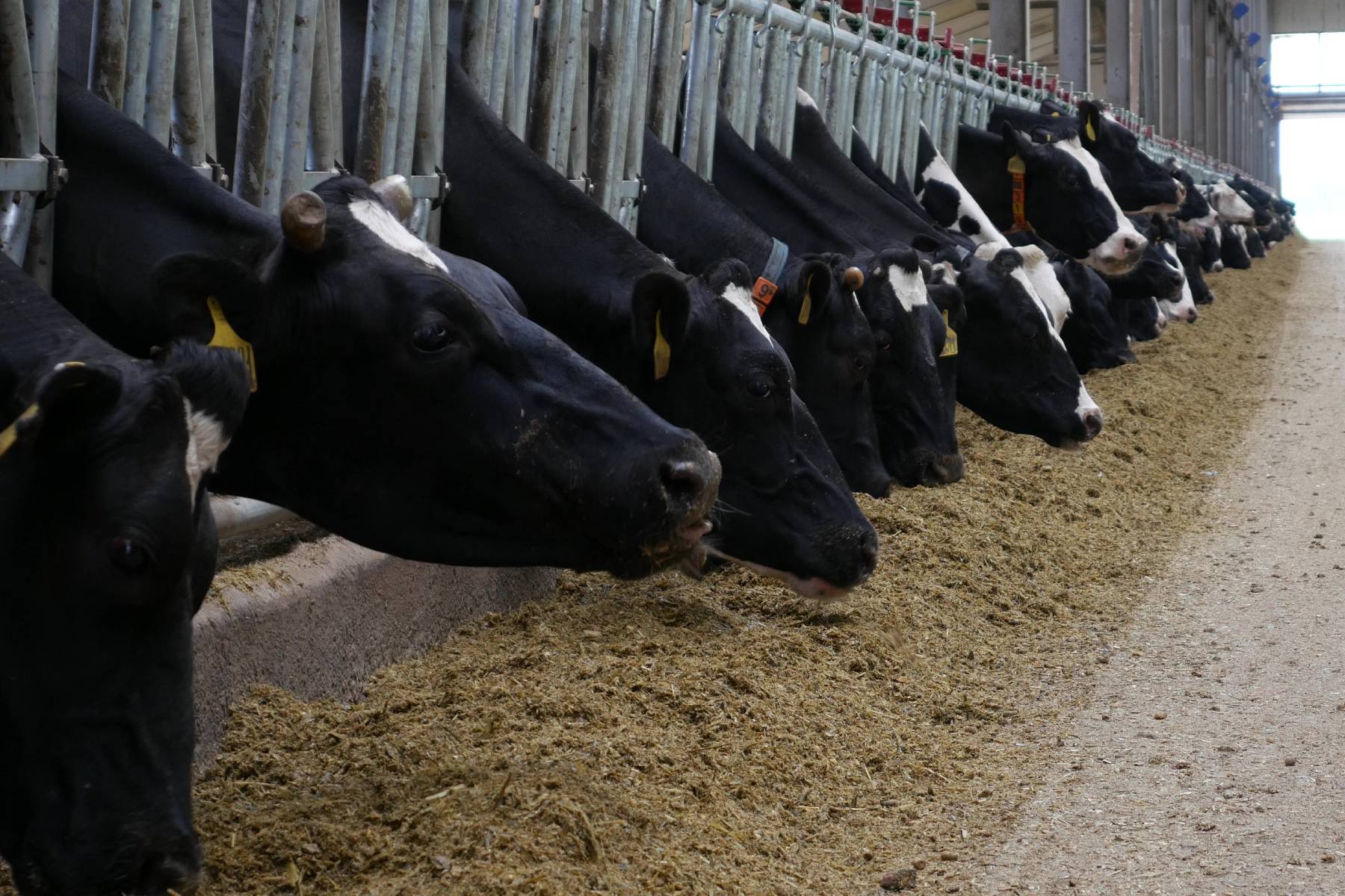 Remote monitoring of a dairy farm - Smart4Agro