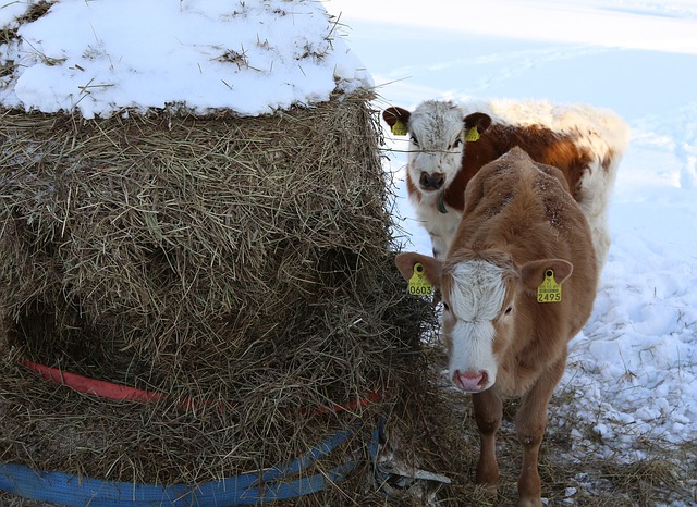 7 rules for keeping cows in winter - Smart4Agro