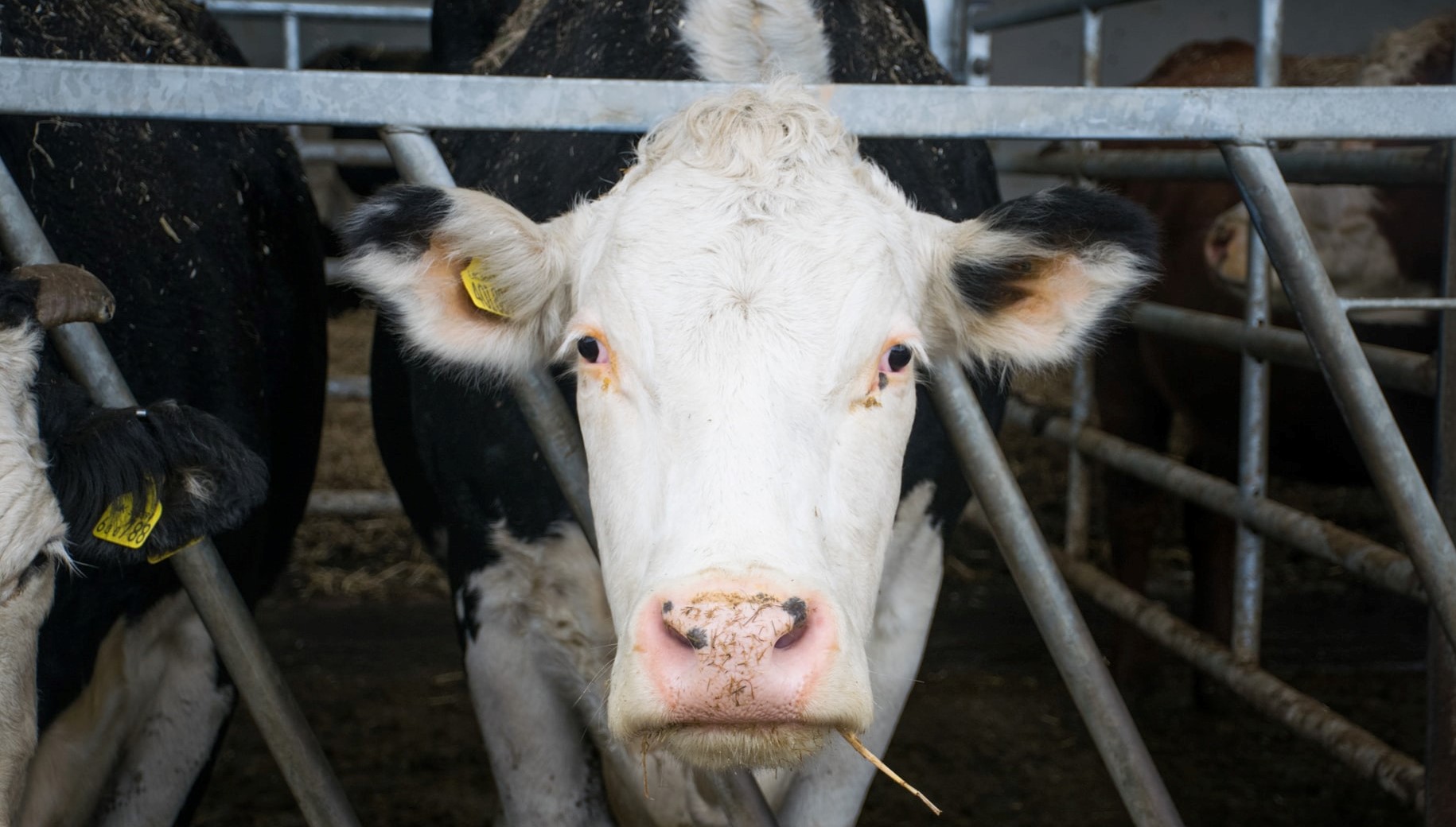 YARNIIZhK recommends Dairy Production Analytics - S4A